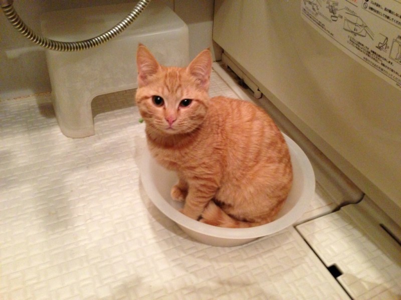 やるな、大ちゃん