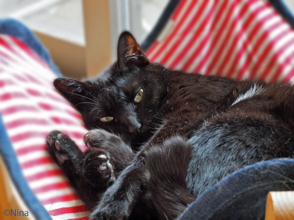 ついに大御所登場！