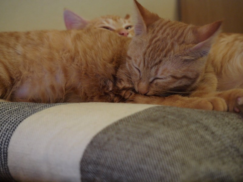 大ちゃんの右腕